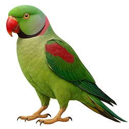 Alexandrine Parakeet